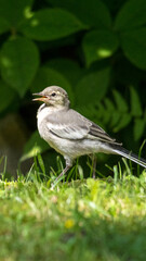 ハクセキレイの幼鳥