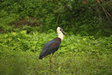 Wooley necked stork, Ciconia episcopus, Pune, Maharashtra, India
