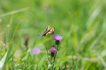 キアゲハとあざみ