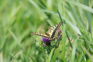 キアゲハとアザミ