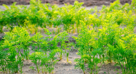 Plantations of young carrots grow in the field on a sunny day. Vegetable rows. Growing vegetables. Agriculture, farming. Carrot. Close-up. Selective focus