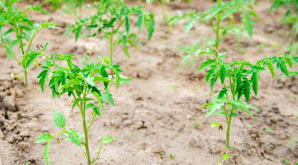 A young tomato seedling grows in the garden. Growing organic vegetables. Eco-friendly products. Agriculture and farming. Selective focus
