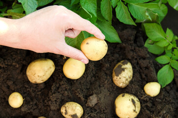 Farmer holds freshly picked potatoes in the field. Harvesting, harvest. Organic vegetables. Agriculture and farming. Potato. Selective focus.