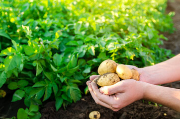 Farmer holds freshly picked potatoes in the field. Harvesting, harvest. Organic vegetables. Agriculture and farming. Potato. Selective focus.