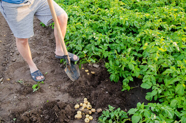 Farmer with a shovel near the fresh harvest of young potatoes. Harvesting, harvest. Organic vegetables. Agriculture and farming. Potato. Selective focus.
