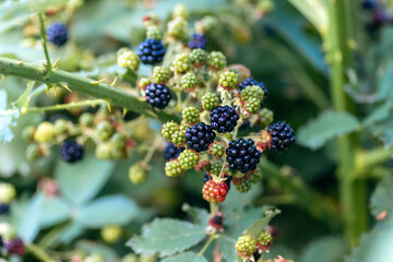 Blackberries ripen in the garden close-up. Fresh and tasty black blackberries. Natural background consisting of edible berries.