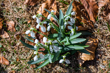Spring snowdrops in field, close up	
