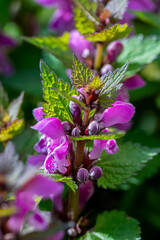 Red dead-nettle flower in the forest, macro	