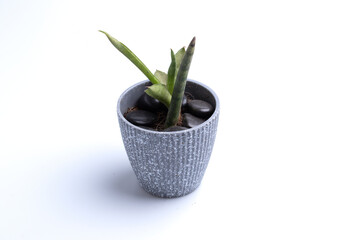 Sansevieria cylindrica in a gray pot on a white background.