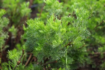 Southern wormwood (Artemisia abrotanum) herb