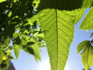 Green leaves and blue sky background