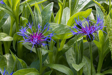 Frühlingsblumen © quedlinburger