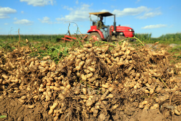 Farmers use agricultural machinery to harvest peanuts