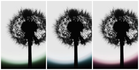 Triptych of silhouettes of dandelions. RGB - Red, Green, Blue.