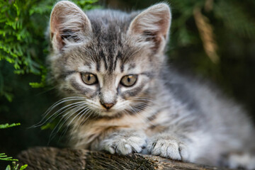 smoky kitten sits under a spruce