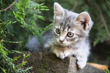 smoky kitten sits under a spruce