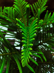 fern leaves in the forest of idukki kerala india