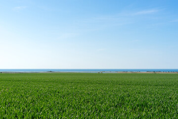 Obraz premium beautiful vast landscape, green fields and blue sky on a sunny summer day in Mecklenburg Western Pomerania