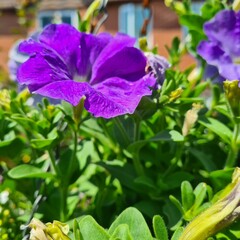 flowers in the garden