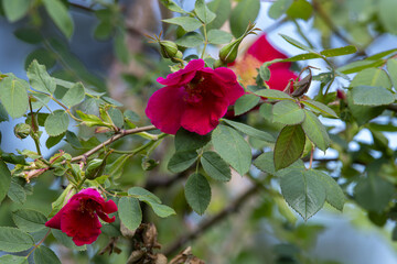 Fototapete bei efototapeten.de bestellen   