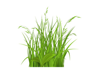Spring grass seamless pattern 3d realistic vector. The Bush grass.Vector illustration.
