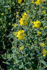Botanical collection, Rapeseed Brassica napus bright-yellow flowering plant, cultivated for its oil-rich seed, source of vegetable oil and protein meal.