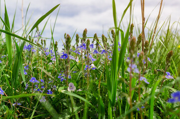 Green field grass with flowers Veronica forget-me-not in field