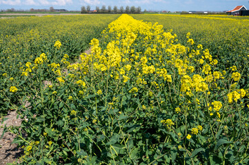 Obraz premium Botanical collection, Rapeseed Brassica napus bright-yellow flowering plant, cultivated for its oil-rich seed, source of vegetable oil and protein meal.