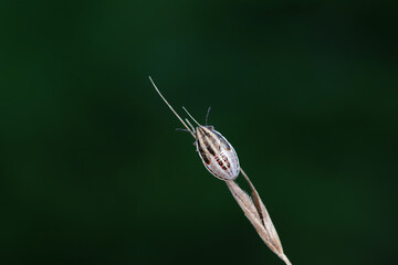 Bedbugs inhabit wild plants in North China