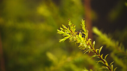 leaves growing