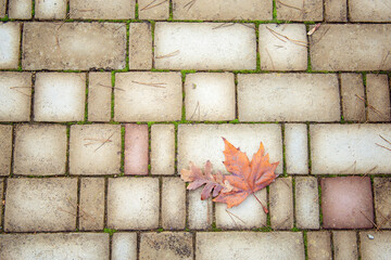 Autumn background from paving stones. Autumn abstraction with paving stones, pine needles and...