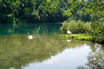 Fototapeta na wymiar White swans in Adda River Park, Lombardy, Italy