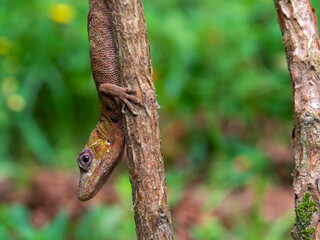 Macro photography of a brown gecko almost camouflaged on a branch. Captured in a garden near the town of Arcabuco, in the central Andes of Colombia.