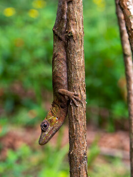 Macro photography of a brown gecko almost camouflaged on a branch. Captured in a garden near the town of Arcabuco, in the central Andes of Colombia.