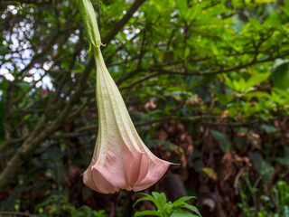 Close-up photography of a pink angel's trumpet flower, captured in a garden near the town of Arcabuco, in the central Andean mountains of Colombia.