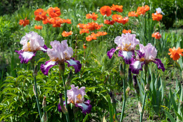 Beautiful irises bloomed against the background of scarlet poppies. .