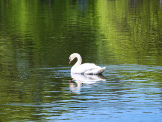 Beautiful lone white swan swimming in a pond