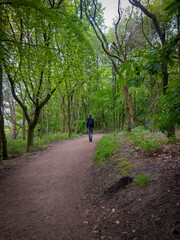 Fototapeta premium Walking in the Woods 