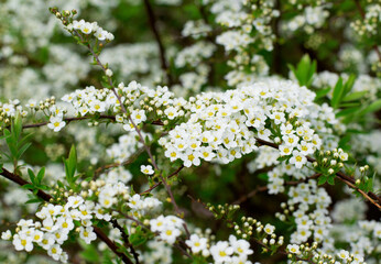 Spirea bush blooming in the garden	 - 437071353