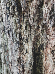 Old wooden texture