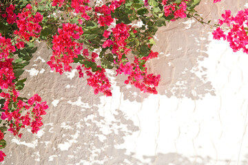 Pink bougainvillea on a white wall with copyspace, mediterranean spring and summer background