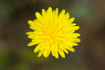 Small flowers and grasses in spring