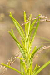 Small flowers and grasses in spring