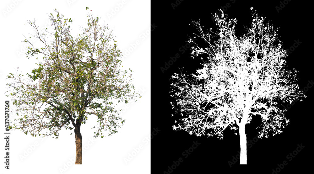Poster Green tree isolated on white background with post cut out original background and white background replaced for easy to selection with clippings path inside, alpha channel for make brush and selection