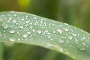 Dewdrops on a leaf