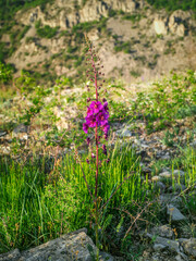 Slim mullein purple (Verbascum phoeniceum) on the background of the mountains.
