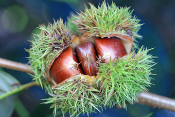Close up of chestnut fruit, North China