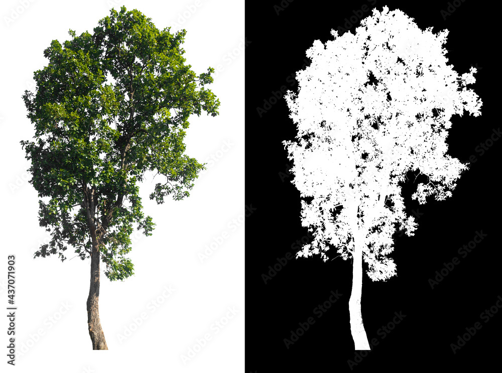 Poster green tree isolated on white background with post cut out original background and white background r