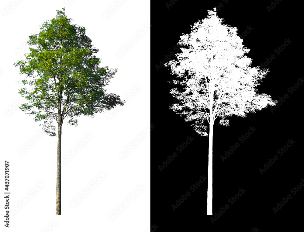 Poster green tree isolated on white background with post cut out original background and white background r