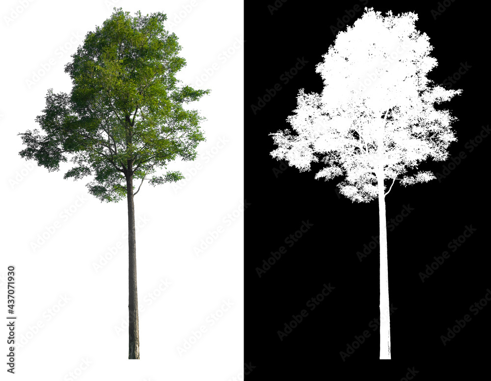 Poster green tree isolated on white background with post cut out original background and white background r